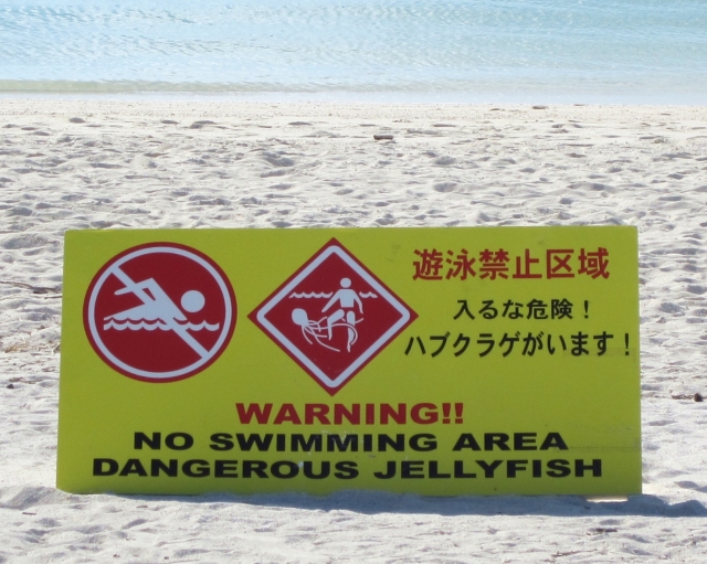 沖縄のクラゲの発生時期は？回避方法と刺された時の対処方法