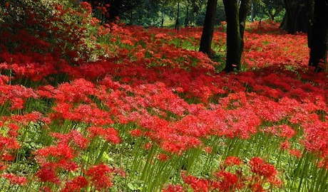 曼珠沙華