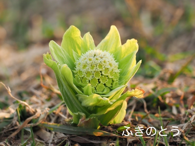 ふきのとう 画像