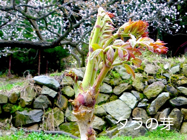 タラの芽 画像
